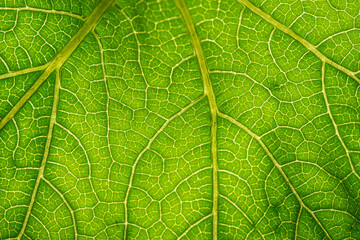 macro photography of leaf texture - you can see cells
