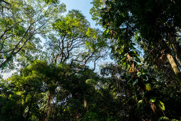 trees in the forest