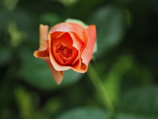 Pomarańczowa róża