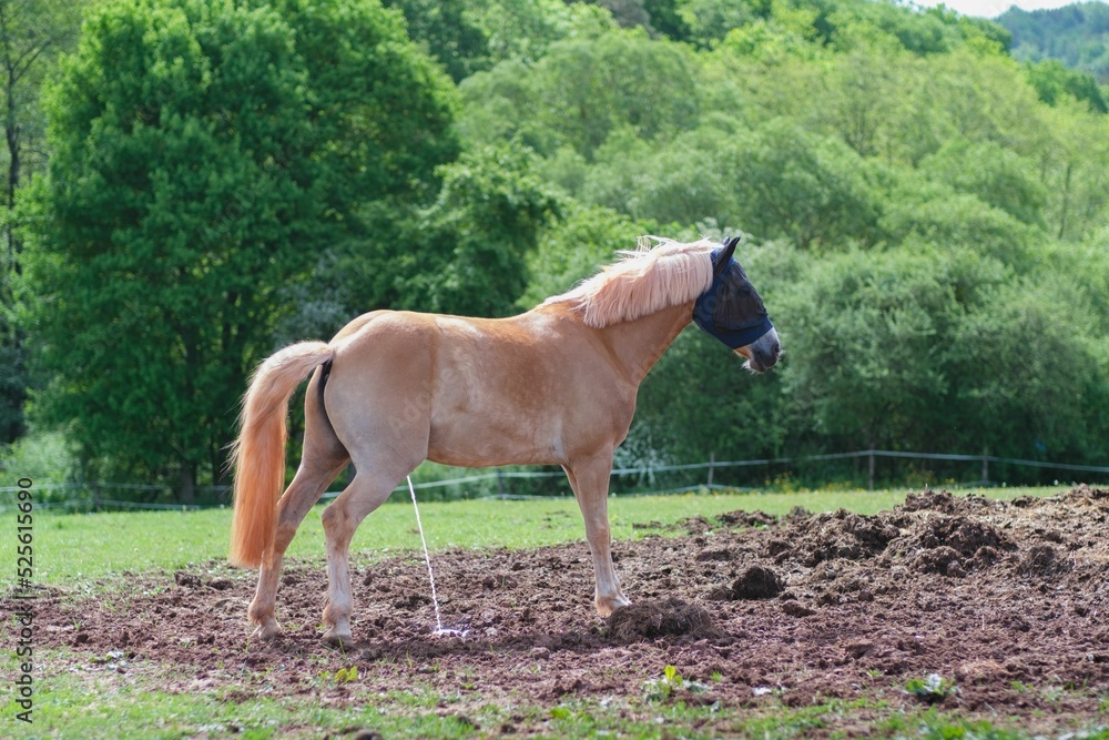 Wall mural Closeup of beautiful horse Haflinger with fly mask on his head in paddock on sunny summer day