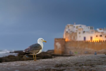 Seagull against Essaouira medina walls