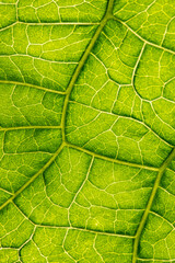 Fototapeta na wymiar macro photography of leaf texture - you can see cells