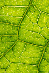 macro photography of leaf texture - you can see cells