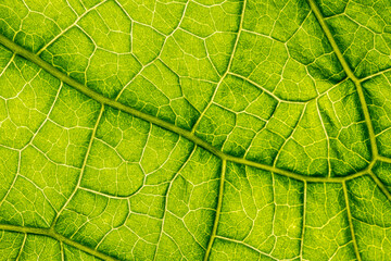 macro photography of leaf texture - you can see cells