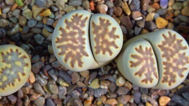 Mesembs (Lithops julii) South African plant from Namibia in the botanical collection of supersucculent plants