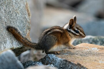 Selective focus shot of a chipmunk in Tahoe National Forest