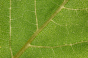 macro photography of leaf texture - you can see cells