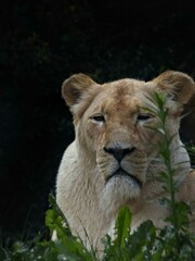 Amnéville Zoo, August 2022 - Magnificent white lioness
