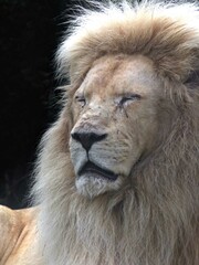 Amnéville Zoo, August 2022 - Magnificent white lion
