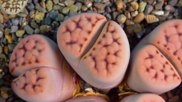 Mesembs (Lithops karasmontana) South African plant from Namibia in the botanical collection of supersucculent plants