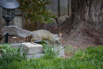 Closeup shot of a squirrel with a fluffy tail in the front yard of the house © Wirestock Creators