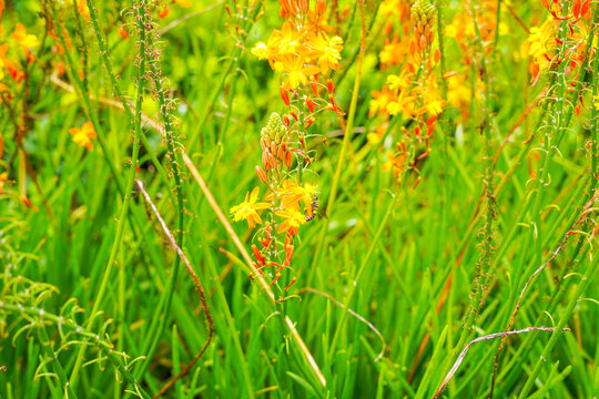 Bulbine frutescens is a species of flowering plant in the genus Bulbine, native to Southern Africa. The flowers appear throughout the summer, on a 30 cm erect inflorescence. selective focus. defocus.