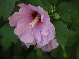 Kwiaty hibiscus  © EwaAF