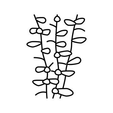 moneywort seaweed line icon vector illustration