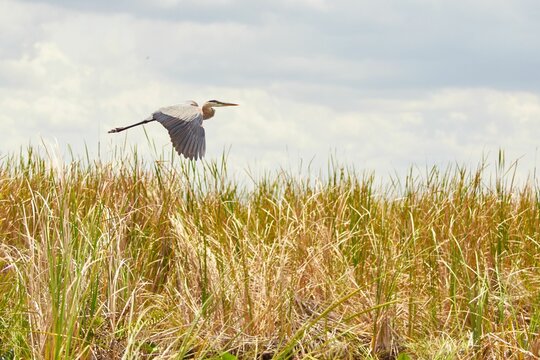 Great blue egret bird flying over the dry sawgrass at Florida Everglades on a sunny day
