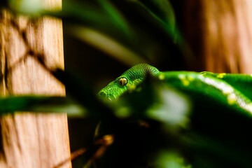 Selective shot of a green tree python (Morelia viridis)