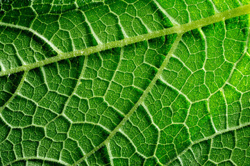 macro photography of leaf texture - you can see cells