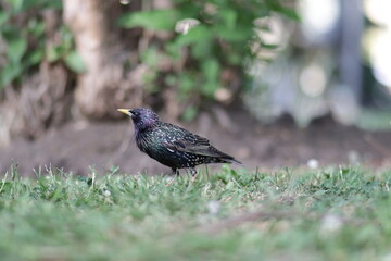 portrait of a bird star 