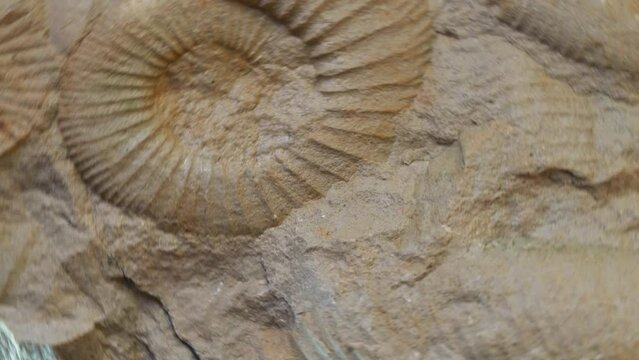close up of an ammonite