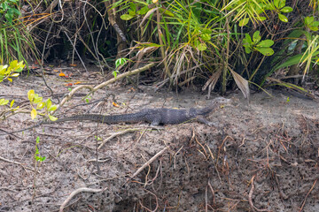 Asian water monitor (Varanus salvator) at Sundarban NP, West Bengal, India