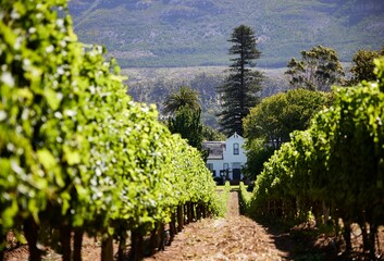 Naklejka premium Buitenverwachting wine estate and grapes growing in a vineyard in Constantia, South Africa,Cape Town