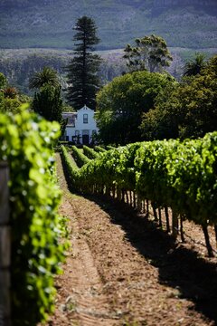 Buitenverwachting wine estate and grapes growing in a vineyard in Constantia, South Africa,Cape Town