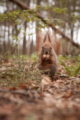 Cute squirrel with a walnut in the paws in the forest. Animal, rodent, wildlife, redhead, food, fauna and flora