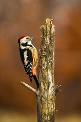 lesser spotted woodpecker, dryobates minor, climbing to top of old tree in autumn forest. Wild...