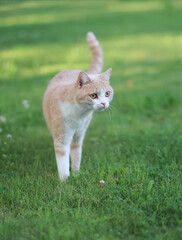 a peach-colored cat stands on the grass and warily looks away. Soft focus. Vertical snapshot