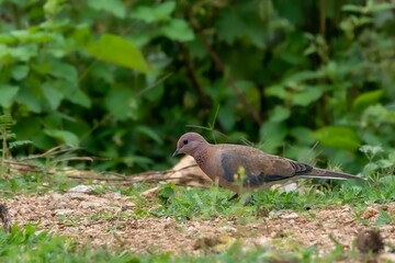 Closeup shot of a spotted dove walking on a ground