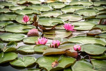 Water lily Nymphaeum - decoration of a pond in the garden. Flowers