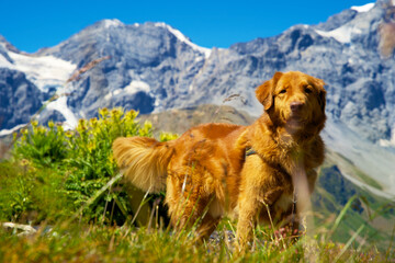 Nova scotia duck tolling retriever in the austrian mountains on an alpine meadow with rocks