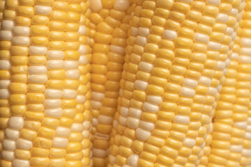 Yellow corn isolated on white background. Copyspace.