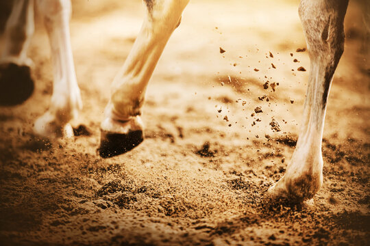 The legs of a gray horse galloping, kicking up dust with unshod hooves, illuminated by sunlight. The horse is in motion. Equestrian sports.