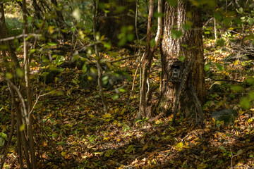 Camouflaged camera trap attached to a tree in forest with copy space. Hidden trail cam with...