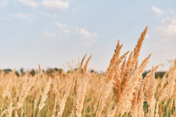 Autumn background of dry grass defocused view against the blue sky, focus on the stalk of reeds in the golden light of the sunset. Backdrop or splash idea for nature background, space for text