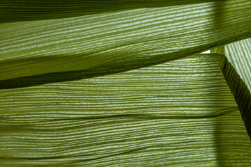 macro photography of leaf texture (corn leaf), you can see cells