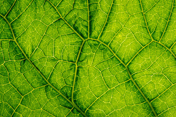 Fototapeta na wymiar macro photography of leaf texture