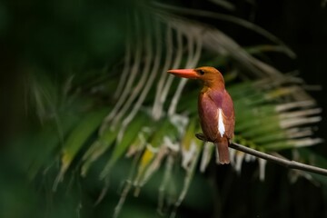 Selective focus shot of ruddy kingfisher (halcyon coromanda) perched on a branch - obrazy, fototapety, plakaty