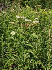 white flowers in corymb of  elderwort - sambucus ebulus wild plant