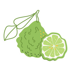 Citrus plant bergamot with a leaf and a slice. Healthy fruits. Vector illustration in hand-drawn style isolated on a white background