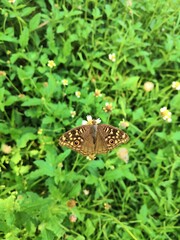 Butterfly have a beatiful time to see