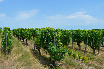 Fototapeta na wymiar Pieds de vigne et grappes de raisin dans un vignoble de Saint Emilion
