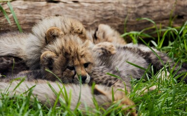 Sleeping baby cheetahs on green grass ground in Oudtshoorn Zoo
