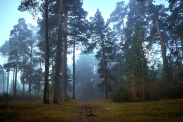 Obraz premium Beautiful forest on a foggy autumn morning. Footpath in the dark, fairy, autumn, mysterious forest, among high trees with leaves.