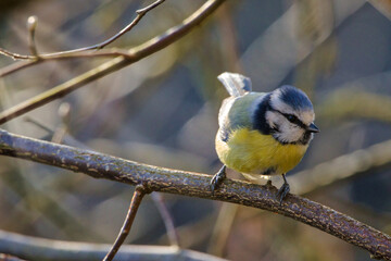 Close-up view of a Eurasian blue tit perching on the branch under the sunlight