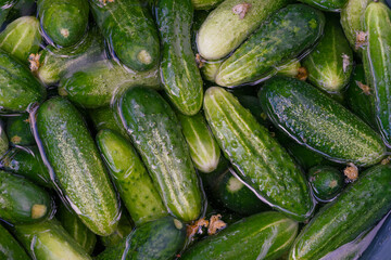 Washing cucumbers before canning. Green cucumbers in a basin of water as a background