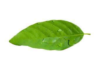 Plakat leaves isolated transparency background.