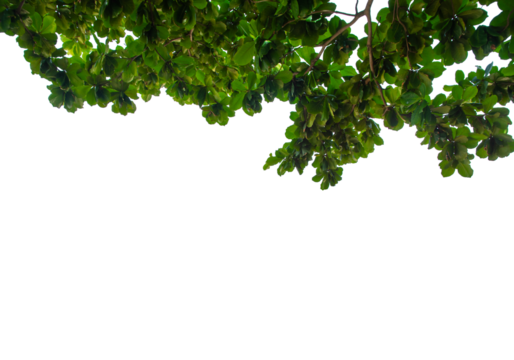 .leaves isolated transparency background.