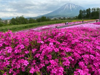 Obraz premium 色鮮やかな芝桜の絨毯